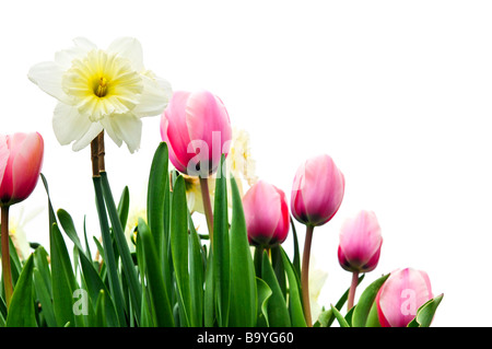 Tulpen und Narzissen, die isoliert auf weißem Hintergrund floral Grenze Stockfoto