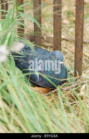 Taube im hohen Gras liegend Stockfoto