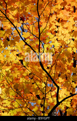 Hintergrund der hellen Orange fallen Ahornblätter mit Ästen Stockfoto