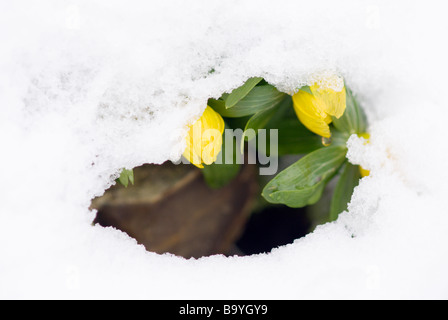 ERANTHIS HYEMALIS VON SCHNEE BEDECKT, ENGLAND Stockfoto