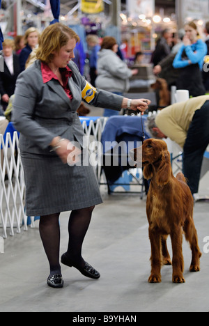 Irish Red Setter im Show Ring auf der Hundeausstellung der Louisville in Louisville angezeigt wird Stockfoto