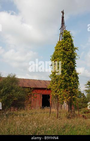 Ein verlassenes altes hölzernes Bauernhaus mit einer Scheune in den USA, vertikal hochauflösende US-amerikanische Gebäude Stockfoto