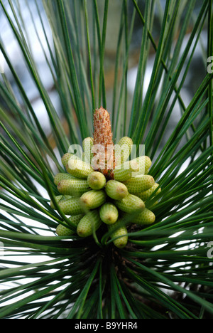 Neue unreife Pollen Kegel Stockfoto