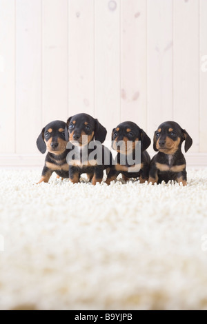 Vier Mini Dackel stehen in einer Reihe Stockfoto