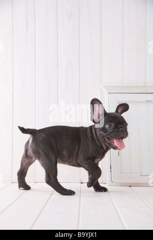 Französische Bulldogge zu Fuß Stockfoto