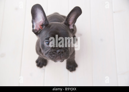 Französische Bulldogge nachschlagen Stockfoto