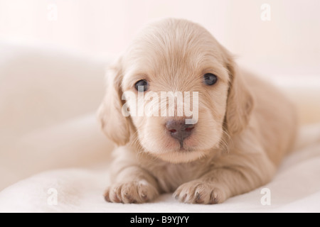 Zwergdackel auf einer Decke Stockfoto