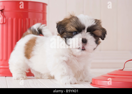 Shih-Tzu zu Fuß Stockfoto