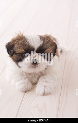 Shih Tzu liegend Stockfoto