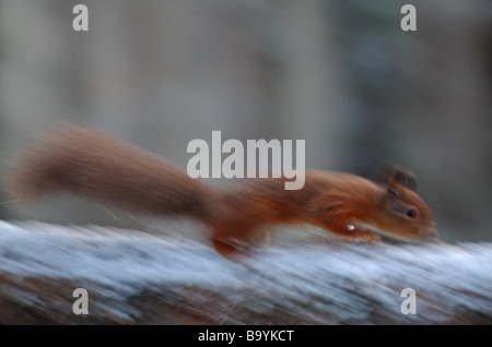 Eichhörnchen Ast zeigt Bewegung entlang laufen. Stockfoto