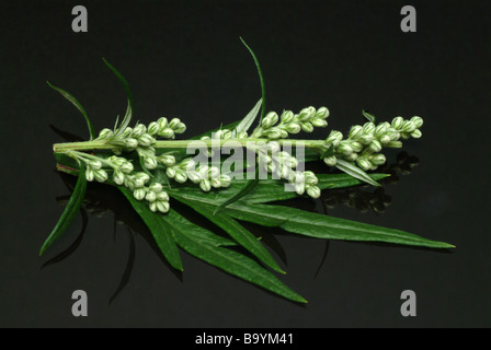 Heilpflanze und Gewürz Beifuß Beifuss Beifuß Wegwood Artemisia Vulgaris Artemisia officinalis Stockfoto