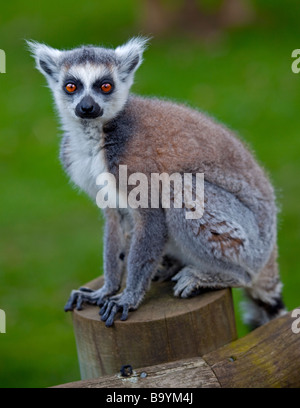 Ring-Tailed Lemur (Lemur Catta) sitzen Stockfoto