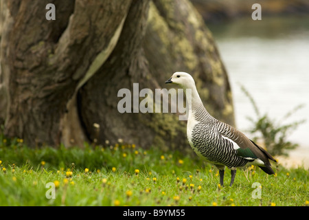 Magellan oder Upland Gans Chloephaga Picta Tierra del Fuego Nationalpark Argentinien Südamerika Stockfoto