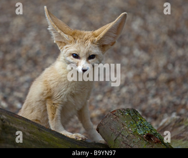 Fennec Fox (Vulpes Zerda) Stockfoto