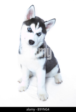 Ein Siberian Husky-Welpen Stockfoto