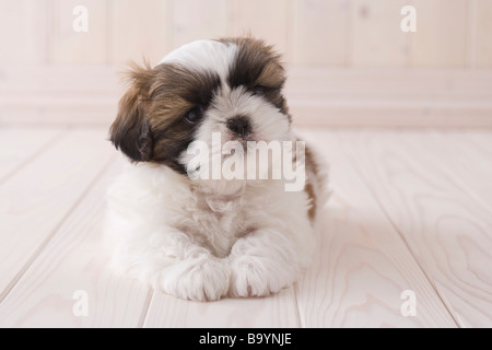 Shih Tzu liegend Stockfoto