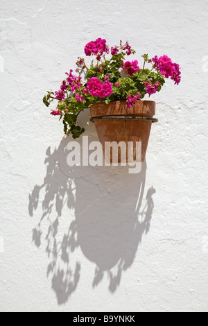 Blumen in einem Blumentopf weiße Dorf Mijas Málaga Sonnenküste Andalusien Spanien Stockfoto
