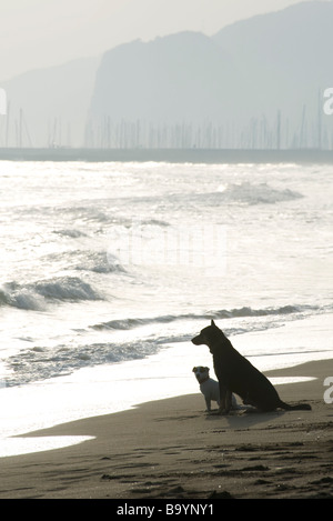 Zwei Hunde am Strand Stockfoto