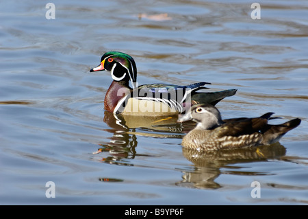 Männliche und weibliche Brautente Aix Sponsa Schwimmen am See im südlichen Indiana Stockfoto