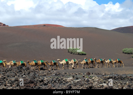 Kamel trainieren, Nationalpark Timanfaya, Lanzarote, Kanarische Inseln, Spanien Stockfoto