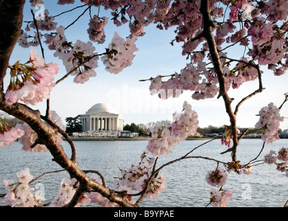 2009 Washington D.C. Kirschblüten am Tidal Basin und Jefferson Memorial im Hintergrund. Stockfoto