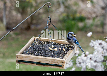 Blue Jay auf Plattform Feeder mit Erdnuss im südlichen Indiana Stockfoto