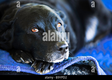 Masset einen süßen Hund Canis Familiaris in Brantford, Ontario, Kanada. Stockfoto