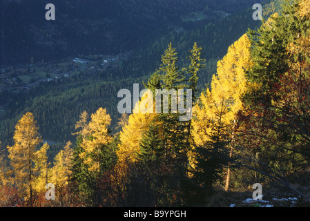 Sonnenbeschienenen Bäume und Tal Stockfoto