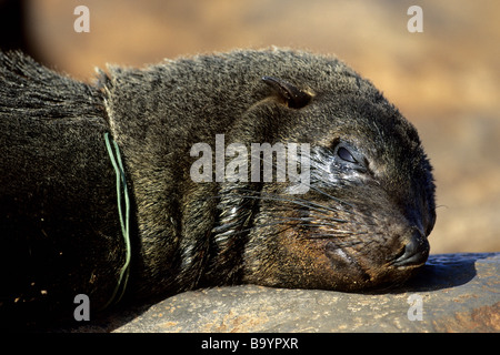 Kap-Seebär (Arctocephalus percivali) teilweise von Kunststoff Schnüre gedrosselt Stockfoto