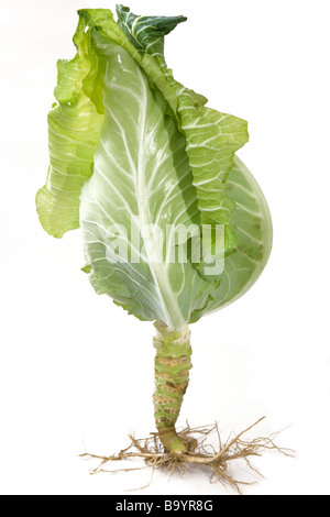 Spitz Kohl (Brassica Oleracea var. Capitata F. Acuta), Pflanze mit Blättern und Wurzeln, Studio Bild Stockfoto