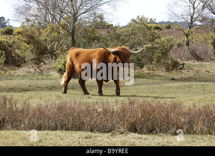 Frei bis Longhorn-Rinder, New Forest National Park, Bos Taurus. Stockfoto