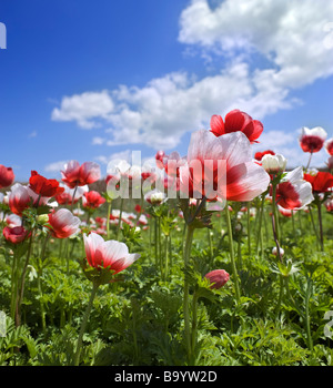 weißer und roter Mohn Anemone im Feld Stockfoto