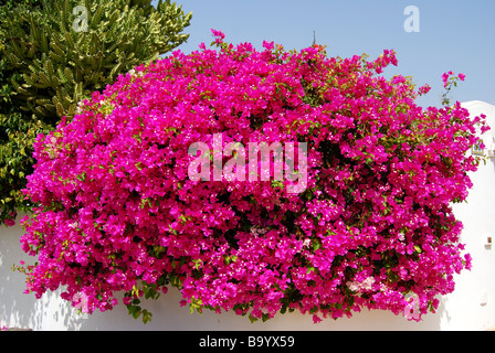 Bougainvillea Busch außerhalb Villa, Puerto del Carmen, Lanzarote, Kanarische Inseln, Spanien Stockfoto