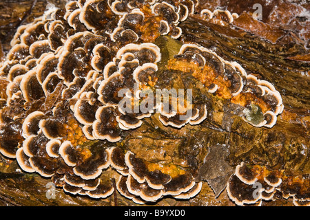 Pilz auf Baumstamm, Mary Ann Wiesen, Westbrook, Warrington, England, Winter 2009 Stockfoto