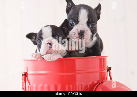 Zwei Boston Terrier Freude in einen Eimer Stockfoto