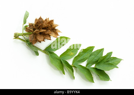 Lakritze (Glycyrrhiza Glabra), Blätter und Früchte, Studio Bild Stockfoto