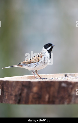 Emberiza schoeniclus. Rohrammer auf bird Tabelle in einen Englischen Garten Stockfoto