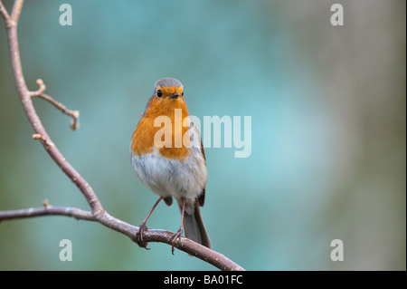 Robin thront auf einem Ast vor einem blauen Hintergrund Stockfoto