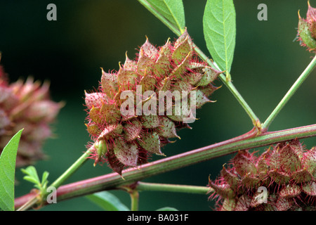 Süßholz (Glycyrrhiza Glabra), Frucht am Werk Stockfoto