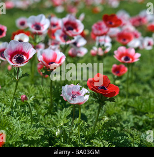 weißer und roter Mohn Anemone im Feld Stockfoto