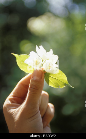 Hand hält Blume Blüten und Blätter im Sonnenlicht Stockfoto