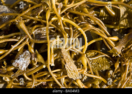 Algen am Strand von Santa Monica Los Angeles Kalifornien USA Stockfoto