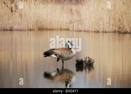 Eine kanadische Gans ruht in einem Teich auf Leslie Street spucken, einen künstlichen Vogelschutzgebiet in der Nähe der Zentrum von Toronto Stockfoto