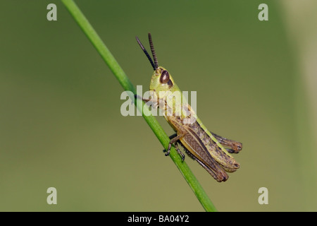 Wiesengrasschrecken (Pseudochorthippus parallelus) in Seitenansicht auf einer Grasklinge, Makroporträt, Ungarn. Stockfoto