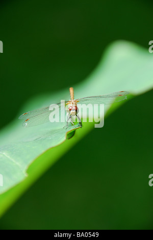 Ruht auf dem Blatt eine Colocasia Darter Libelle Stockfoto