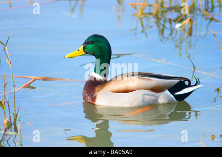 Stockente Anas Platyrhynchos. Schwimmen im Teich Stockfoto