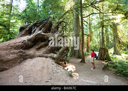 Wanderer, Blick auf die Wurzeln des uralten Baum im MacMillan Provincial Park Vancouver Island in British Columbia Kanada Stockfoto