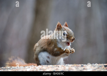 Eichhörnchen hoch oben auf einem faulenden Baumstumpf ernähren sich von Nüssen und Samen. Stockfoto