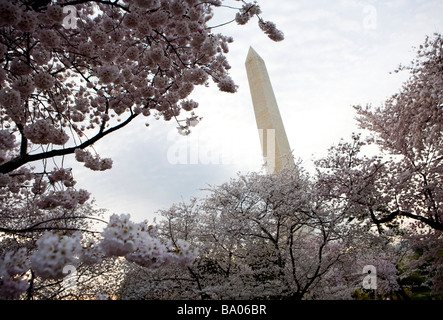 31. März 2009 Washington D C die Kirschblüten entlang der Tidal Basin direkt an der National Mall Stockfoto