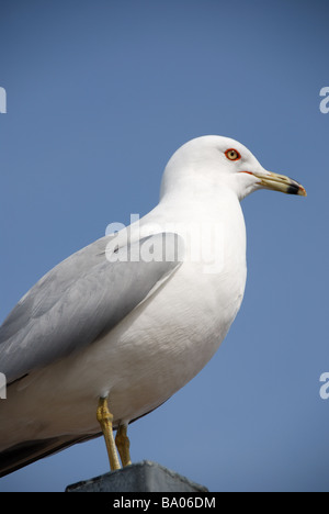 Nahaufnahme einer Möwe auf seinem Ast Stockfoto